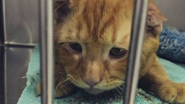 El gato más triste del mundo tuvo su final feliz
