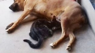 El instinto maternal de una perra con un gatito se volvió furor en las redes sociales