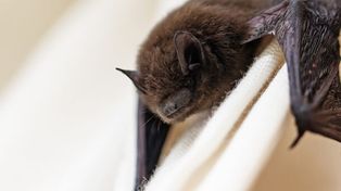Qué hacer y que no si un murciélago entra a la casa