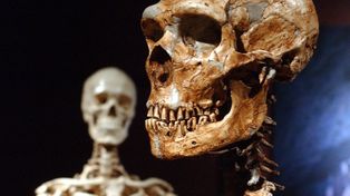 La genética demuestra la gran semejanza entre el hombre actual y el Neanderthal