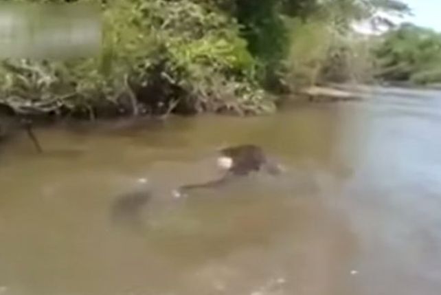 Visitantes hallan gran anaconda en el río