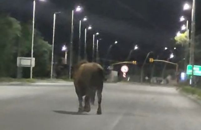 Uno de los toros que se vio circulando por la zona de Arroyo Seco y General Lagos