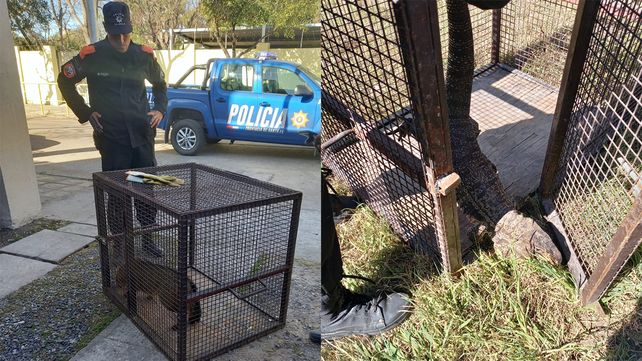 La zorrita que apareció por el centro de San Lorenzo. Buscó refugio debajo de un auto. Estaba en buen estado y fue liberada en el campo.