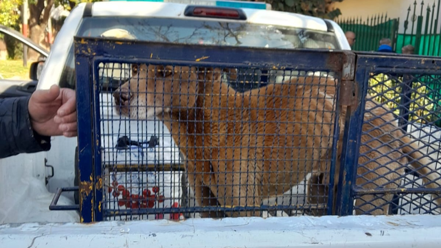 Denuncian penalmente a una familia de zona norte por maltrato animal