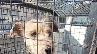 Malnutridos. Los cinco perros presentaban un avanzado estado de deterioro
