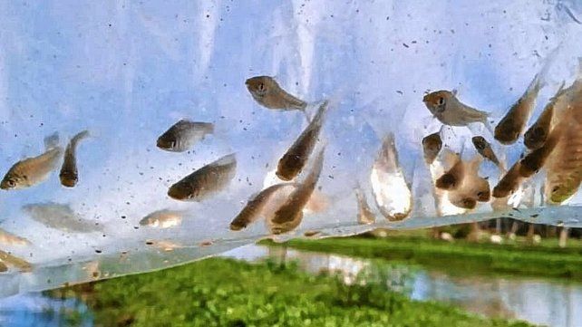 Peces y camarones para controlar poblaciones de mosquitos Peces y camarones para controlar poblaciones de mosquitos