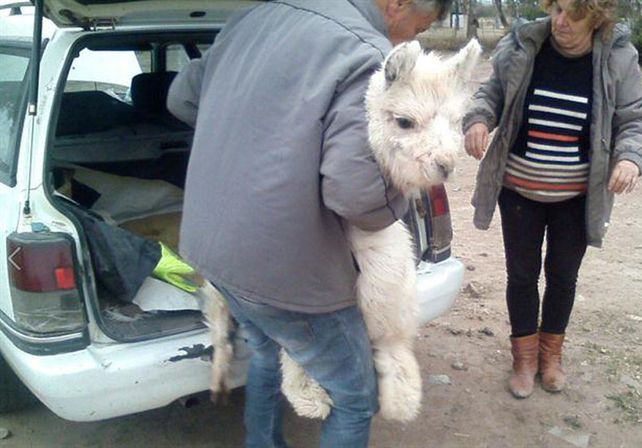 Planeaban traer a Santa Fe dos llamas en el baúl de un auto y los interceptaron