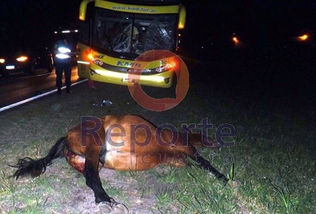 Un colectivo chocó una yegua suelta en la ruta 18