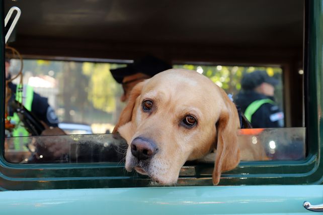 Sasha, el carismático perro que pasea en autos antiguos por Rosario.