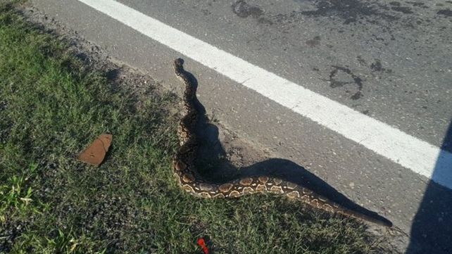 El temporal en Santiago del  Estero arrastró una enorme boa constrictora y un vecino la mató