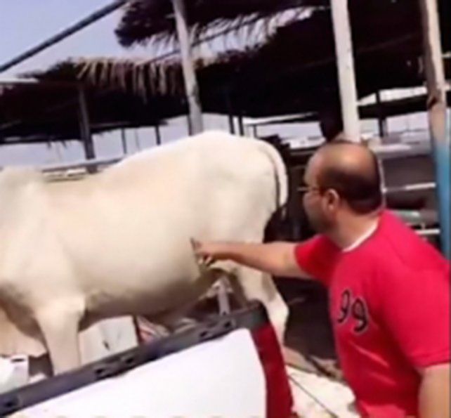 Le hizo cosquillas a una vaca y mirá lo que pasó