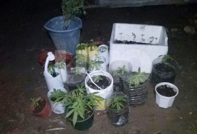 Plantines de cannabis encontrados en la vivienda de Pasaje Quiroga y Moreno