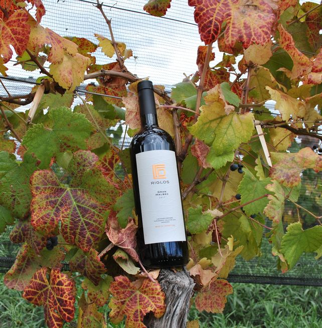 Día mundial del Malbec: el vino más argentino y las razones de su éxito global