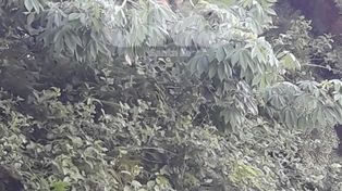 El mono que aterrorizó a Villa California sigue suelto