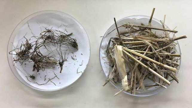 Pasto forrajero desplazaría a leguminosas de pasturas