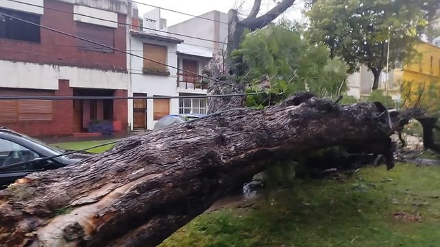 Temporal en Paraná provoca anegamientos y caída de árboles