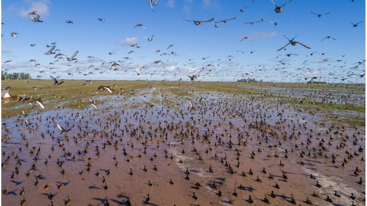 Cuestionan el estudio que permitió autorizar la caza de patos en Entre Ríos y piden su nulidad