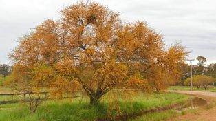 Seleccionaron al árbol característico de Entre Ríos