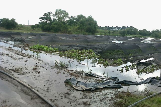 Anegados. Así quedaron los campos de los productores de la zona tras las copiosas lluvias de principios de marzo.