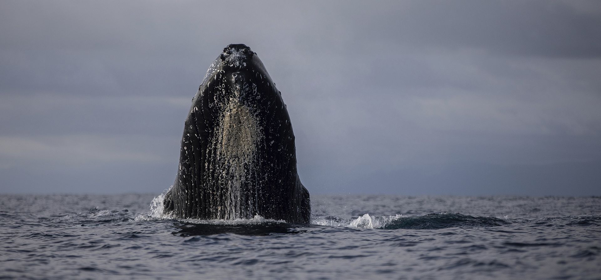 Una ballena jorobada emerge en las aguas de Bahía Solano, Colombia, el martes 29 de agosto de 2023. (AP Foto/Iván Valencia) Una ballena jorobada emerge en las aguas de Bahía Solano, Colombia, el martes 29 de agosto de 2023. (AP Foto/Iván Valencia)
