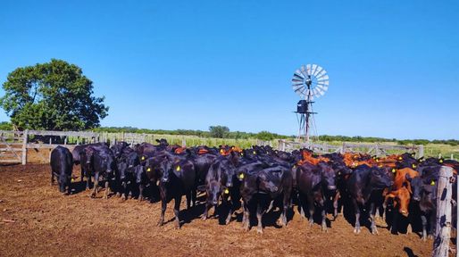 Campos ganaderos: nuevo boom y suba de precios