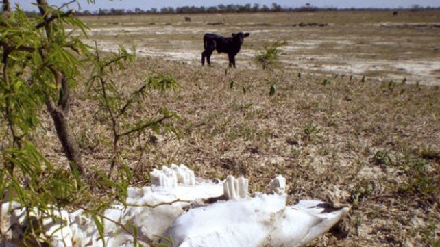 La Nación declaró en emergencia agropecuaria por sequía a 67 localidades de la provincia