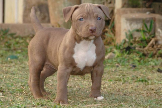 Atacaron a su abuela y tuvo que sacrificar a sus dos pitbull