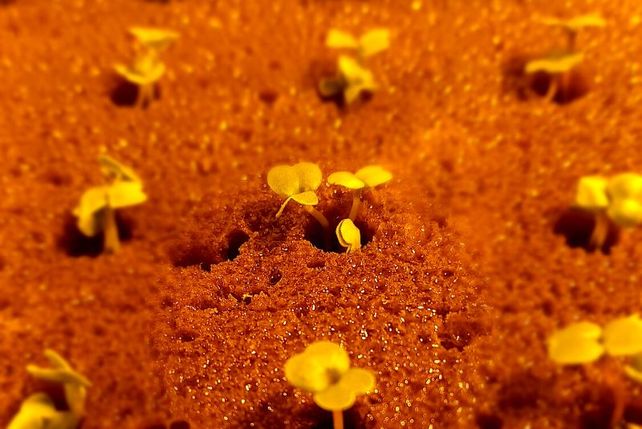 Hidroponia en la Antártida: la Base Esperanza produce los primeros plantines hortícolas