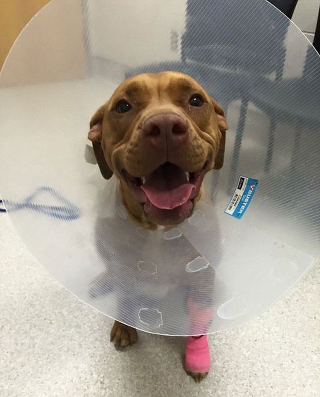 Así quedó un perro por meterse con un puercoespín