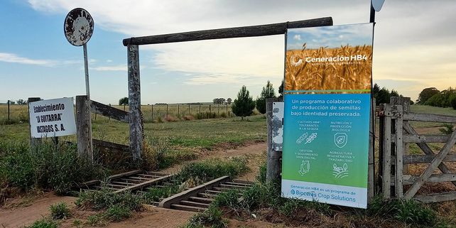 Bioceres presentará en Expoagro las variedades de trigo HB4 para la campaña 22/23