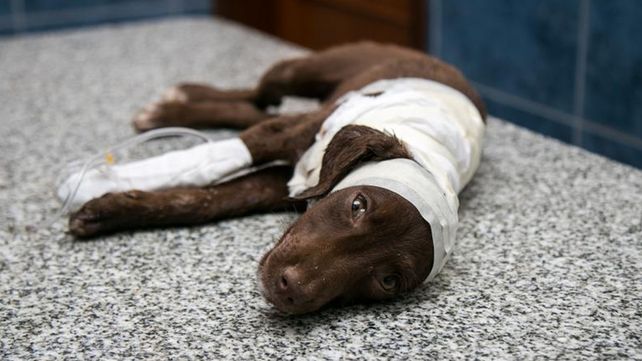 Detuvieron a un peluquero cordobés  por la muerte del cachorro Chocolate