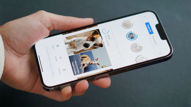 Google lanza una app para encontrar el doble de tu mascota en obras de arte de la historia