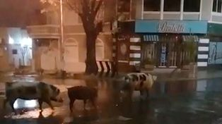 Una verdadera chanchada