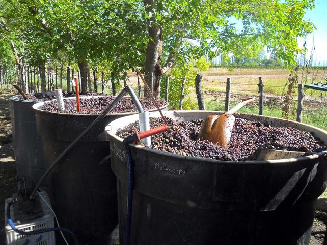 Proceso. Esta harina se obtiene secando el orujo