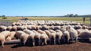 La producción de carne ovina es una apuesta fuerte en Gobernador Mansilla