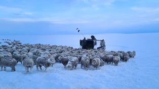 Ola polar: el frío extremo mata a parte del ganado de la Patagonia