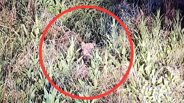 El animal estuvo debajo de un árbol