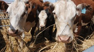 La mitad de la tierra habitable del mundo se utiliza para la agricultura y ganadería