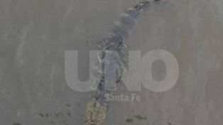 Encontraron un yacaré en el Puerto de Santa Fe