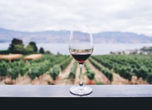 Día del Vino Argentino: su historia y las variedades que más se consumen en el país
