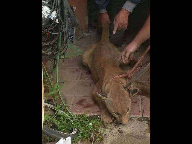 El Grupo Especial de Salvamento y efectivos de la Policía Ambiental pudieron capturar al puma.