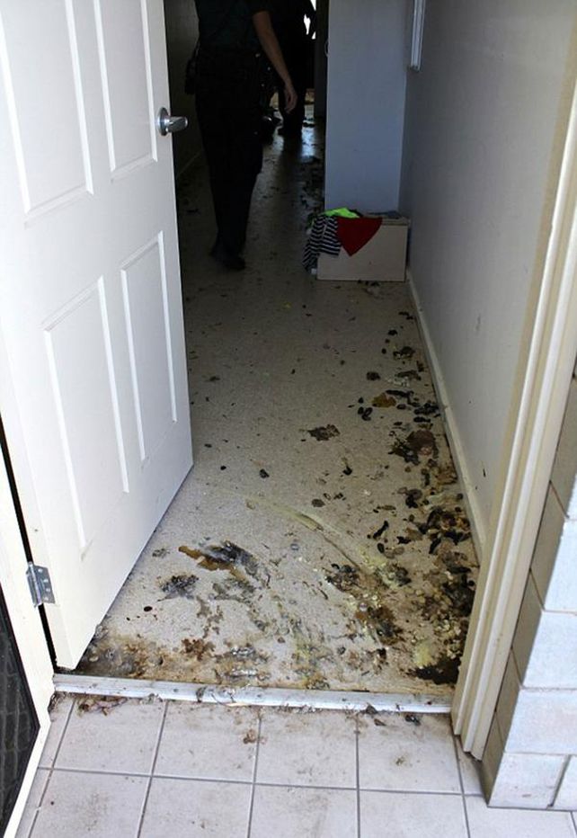 Una mujer fue condenada por abandonar a 14 gatos que se devoraron entre sí