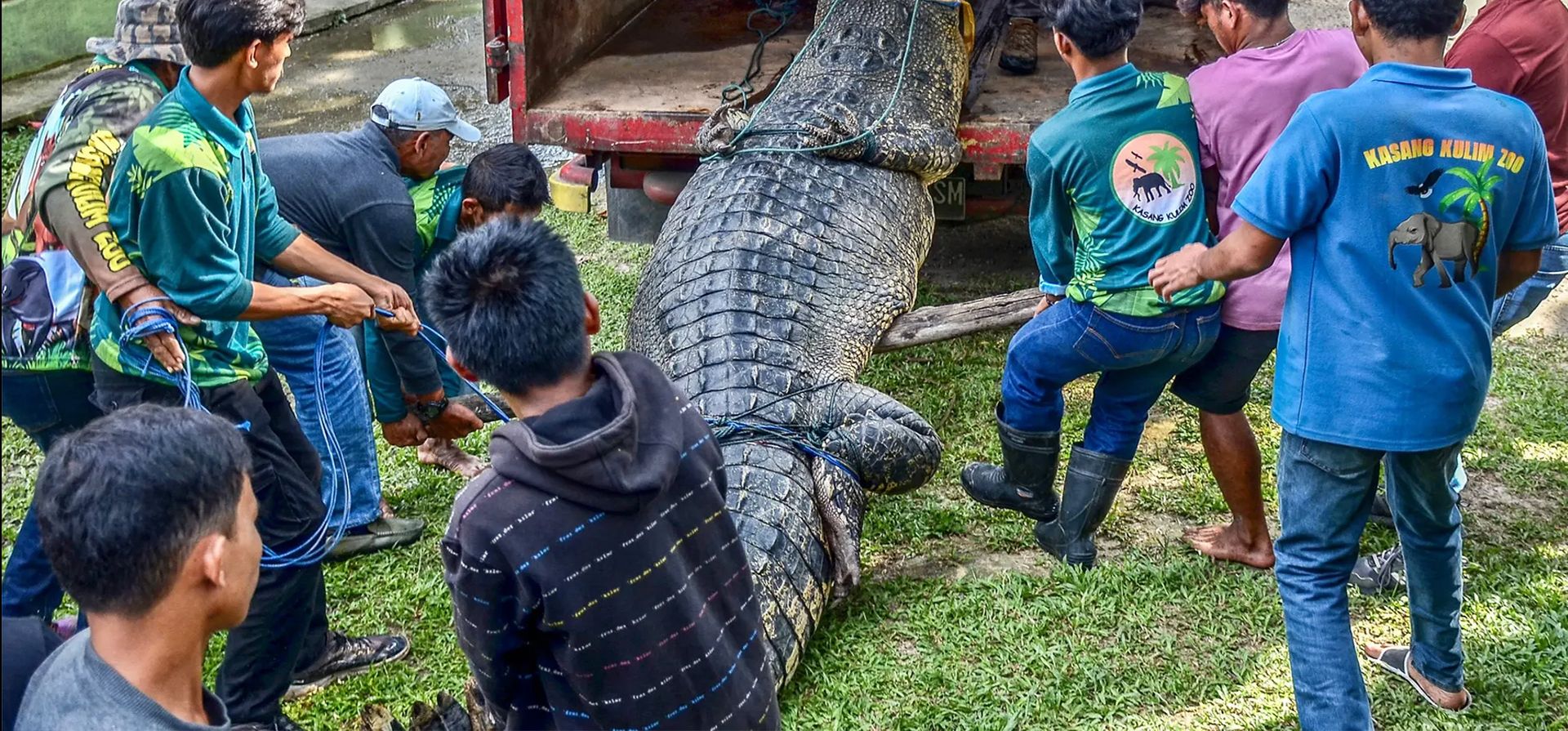 Un cocodrilo estuarino de 5 metros capturado por los residentes de la aldea de Mandiangin es trasladado al zoológico de Kasang Kulim, Kampar, Indonesia. Fotografía: Wahyudi/AFP/Getty Images