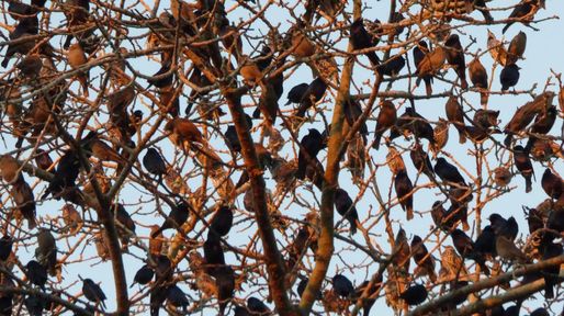 Estorninos en Rosario: la invasión en Rafaela expone el crecimiento de la especie en la ciudad