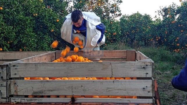 Productores. Por ley de oferta y demanda