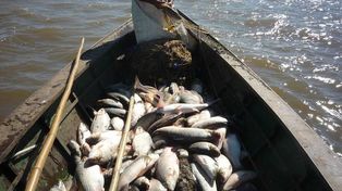 El río Paraná. El fallo judicial ordena al gobierno de Santa Fe diseñar y aplicar en 150 días un plan de pesca sustentable