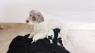 Una mujer de Paraná denunció el hurto de su perra caniche que estaba a punto de tener cría. Cuando la policía la recuperó ya habían nacido sus cachorritos&nbsp; 