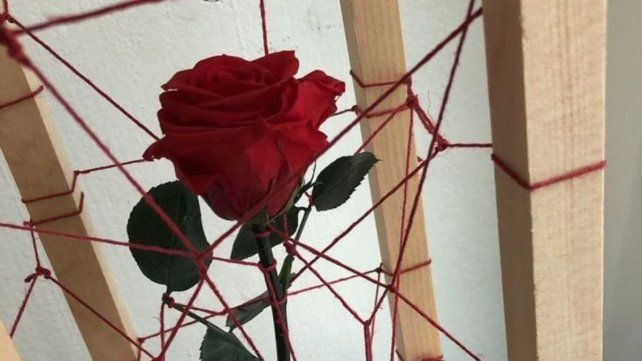 Rojas