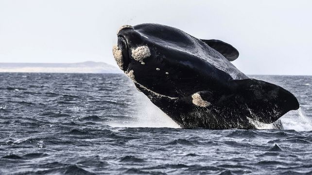 Descubren el agujero azul de las ballenas