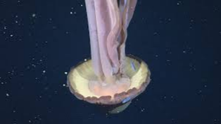 El sorprendente hallazgo del Conicet: una medusa de once metros en el Mar Argentino